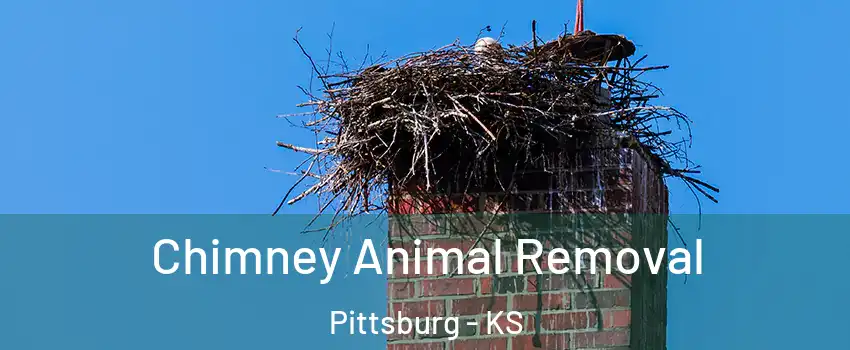 Chimney Animal Removal Pittsburg - KS